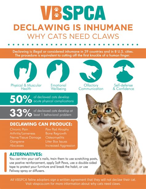 Declaw cats near me - Soft Paws are a plastic device that costs around $10 for 40 nail tips and can be glued on your cat’s paws after their nails have been clipped. You can apply Soft Paws yourself at home or visit a veterinarian’s office for a declawing procedure. The cost ranges from $15 to $60, depending on the location. The glued-on nail caps can be replaced ...